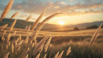 Golden Grass Field at Sunset with Warm Light and Rolling Hills photo