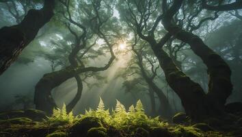 Sunlight Streaming Through Foggy Forest with Ferns and Moss photo