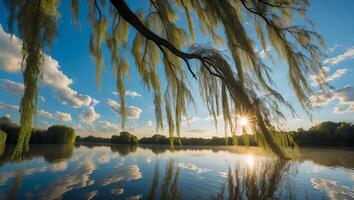 Reflecting Willow Tree Reaching Towards the Lake at Dusk photo