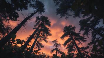 Looking Up at Pine Trees Silhouetted Against Colorful Sunset Sky photo