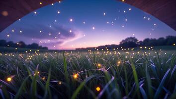 Fireflies Glowing in Grassy Field at Dusk with Twilight Sky photo