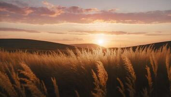 Golden Grass Field at Sunset with Rolling Hills and Warm Light photo