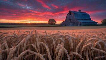 Wheat Field and Barn at Sunset with Dramatic Sky Scenery photo