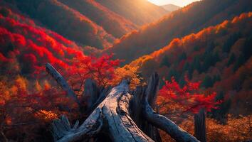 Fallen Tree Trunk Overlooking Autumnal Forest Valley at Sunset photo