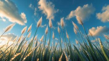 Tall Grass Reaching Skyward with Fluffy Tops on a Sunny Day photo