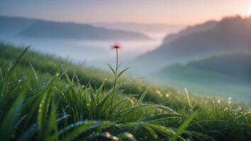 Pink Flower Growing in Grassy Meadow with Morning Dew and Fog photo