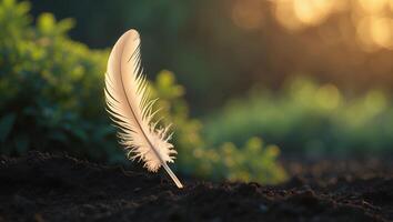Feather Standing in Dirt with Natural Light in Background photo