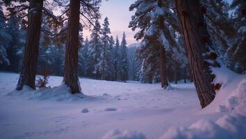 Winter Forest Landscape Scene with Snow Covered Trees at Dusk photo