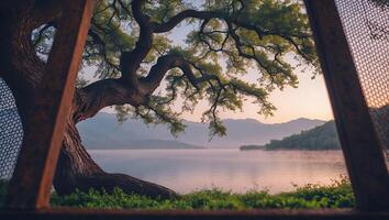 Framed Lake View with Old Tree at Sunset Serene Landscape photo