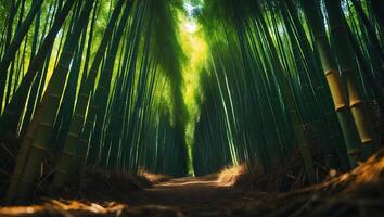 Walking Through Bamboo Forest Path with Sunlight and Natural Beauty photo