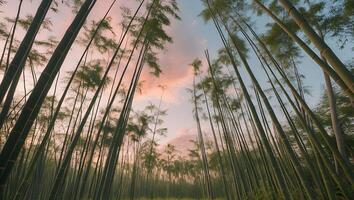Looking Up Through Bamboo Forest at Twilight with Colorful Sky photo
