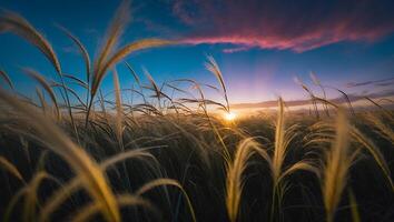 Field Grass at Sunrise with Colorful Sky Creates Peaceful Landscape photo