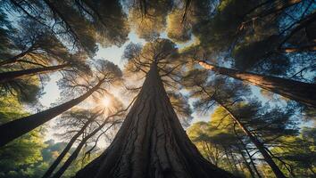 Looking Up at Tall Trees in Forest with Sunlight Bursting Through photo