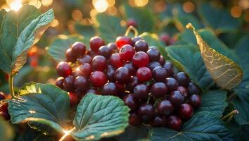Viburnum Berries Gathering Sunlight in a Lush Green Garden Setting photo