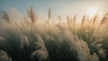 Field of Tall Grass at Sunrise with Mist and Golden Light photo