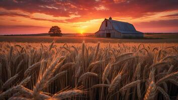 Wheat Field and Barn at Sunset with Vibrant Colors in the Sky photo