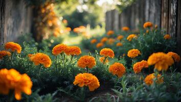 Blooming Orange Flowers in a Garden Path with Rustic Fence photo
