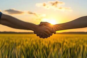 Two hands shake, golden sunset over wheat field photo