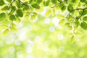 Fresh, vibrant leaves frame a soft, out-of-focus background photo