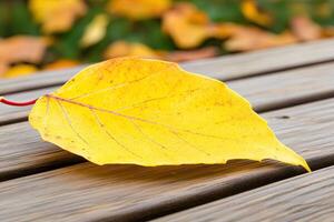Autumn leaf on wooden planks photo