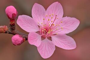 Delicate pink blossom photo