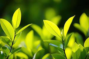 Fresh, vibrant green leaves bathed in sunlight photo