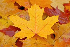 Vibrant autumn leaves photo