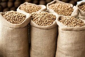 Burlap bags filled with light brown beans photo