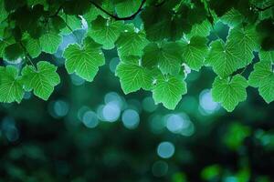 Lush foliage canopy photo