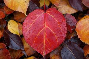 Vibrant red leaf amidst autumn foliage photo