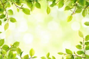 Fresh spring leaves frame soft green background photo