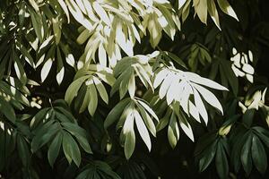 Lush foliage in dappled sunlight photo