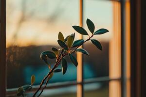 Sunlight streams through window, illuminating a small plant photo