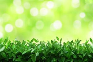 Fresh green leaves border on a blurred spring background photo