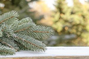 Frosty pine branches on a snowy wooden surface photo