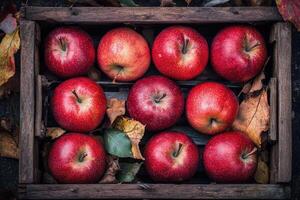 Fresh red apples in a wooden crate amongst autumn leaves photo