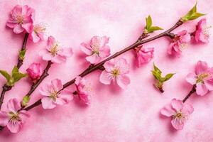 Delicate pink blossoms on a pastel pink background photo
