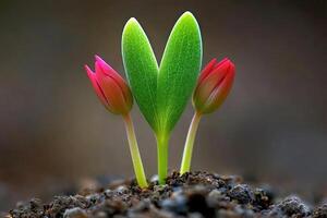 Tiny red tulips sprout from soil photo