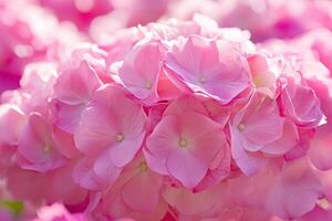 Close-up of a vibrant cluster of pink hydrangeas. Soft petals and delicate details photo