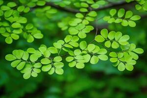 Lush green leaves on branches photo