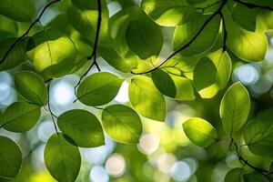 Sunlight filtering through lush foliage photo