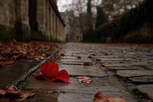 Lonely red rose on a cobbled path photo