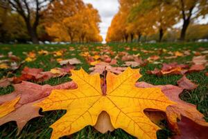 A maple leaf laying on the ground in the grass photo