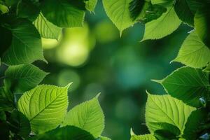 Fresh green leaves frame a vibrant bokeh background photo