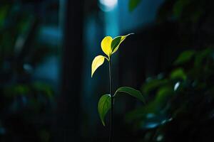 Young sprout, vibrant yellow leaves, bathed in sunlight photo