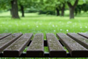 Park bench in a grassy area after rain photo
