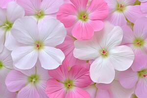 Delicate mix of pink and white flowers photo