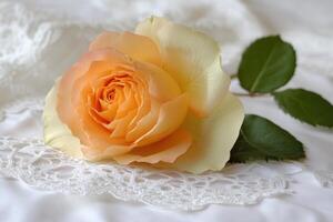 Delicate peach rose on lace photo