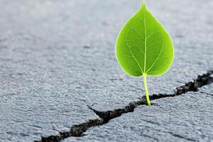 Growth through adversity. A single vibrant green leaf sprouts from a crack in a dark grey pavement photo