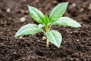 A small plant sprouting from the ground photo